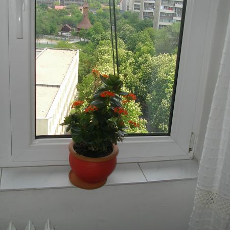 Fereastra spre primavara
